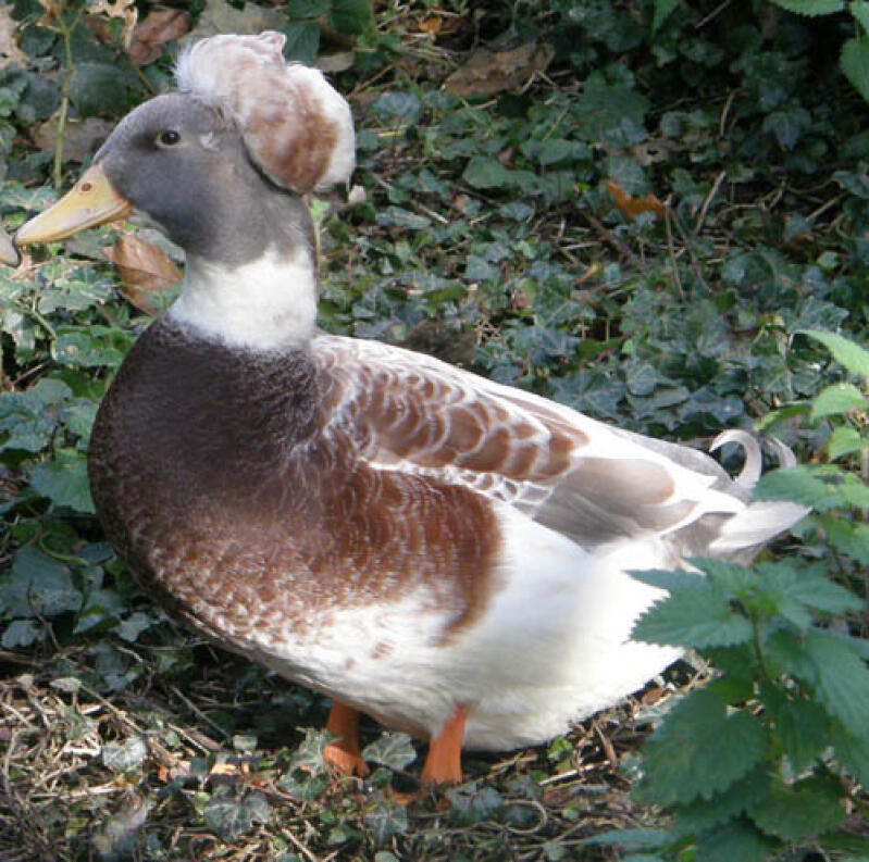 apricot_crested_drake_3f91dbb8